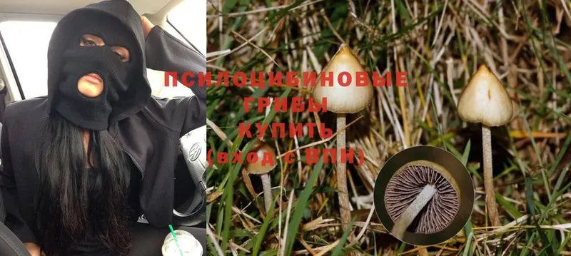 купить закладку  mega ссылка  Псилоцибиновые грибы Magic Shrooms  Орехово-Зуево 